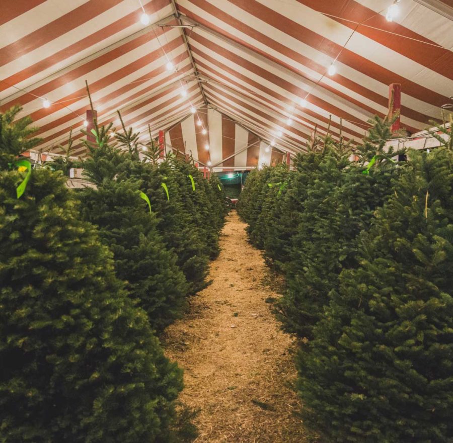 Le prince Harry confondu avec un vendeur de sapins de Noël
